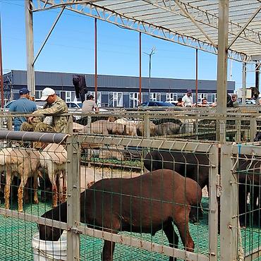 рынок тулпар: Продажа павильонов 15 м² — 8