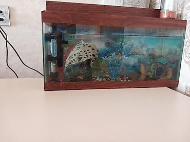 Akvarium aksesuar və ləvazimatları: Baha alinib 60 Azn satilir isdifade olunmadiqi ucun — 3