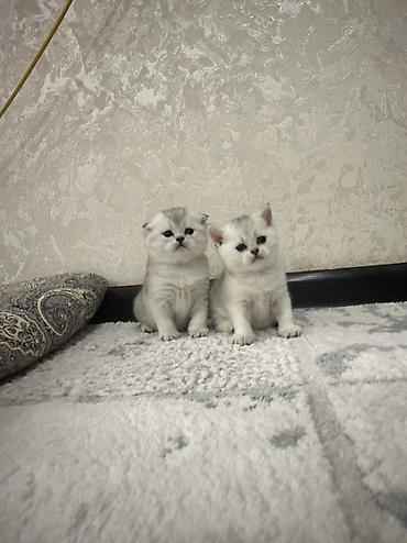 продажа домашних животных: Скотиш Страйт (Шотландская прямоухая), 1 месяц, Девочка, Серебристая шиншилла — 4