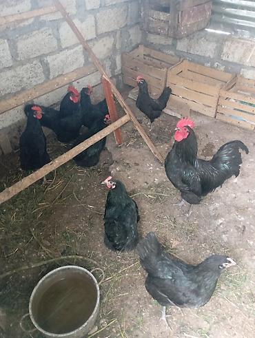 yerli toyuqlar: Toyuq, Australorp, Yumurtalıq, Ünvandan götürmə — 1