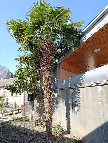 palma gülü: 4.5 metr hündürlüyü var çin fan palmasıdır soyuğa və küləyə davamlı — 1