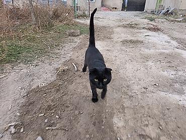 Отдам даром кошку: Кошка даром: Беспородная, Девочка — 1