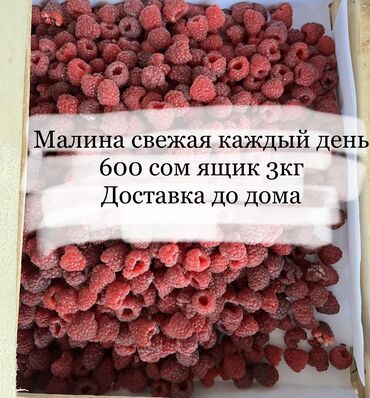 купить клубнику рассаду: Малина В розницу, Бесплатная доставка, Самовывоз