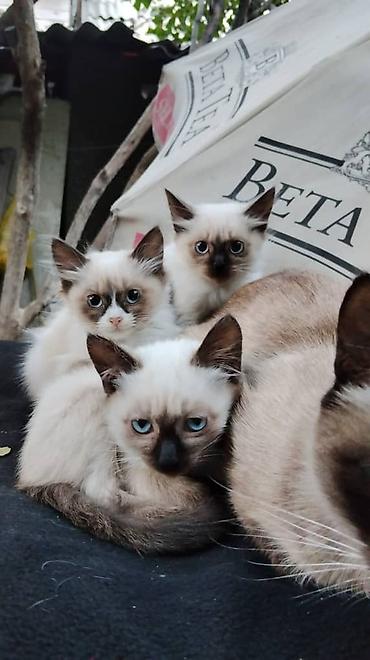 Продажа кошек: Сиамские котята — 3