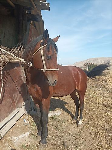 Продаю | Жеребец | Рабочий