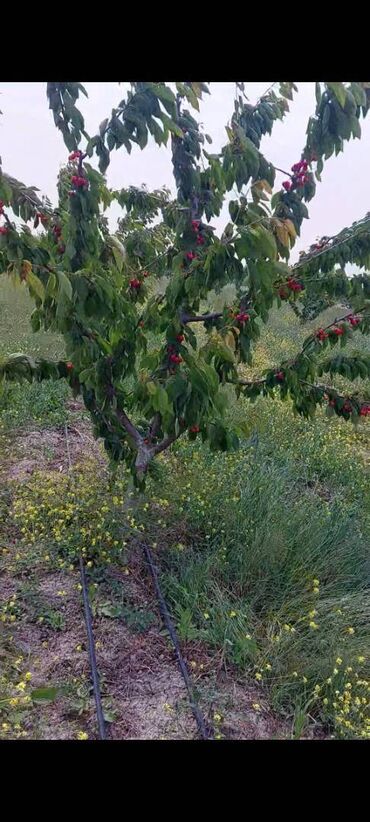 Torpaq sahələrinin satışı: 400 sot, Kənd təsərrüfatı, Mülkiyyətçi, Kupça (Çıxarış) — 11