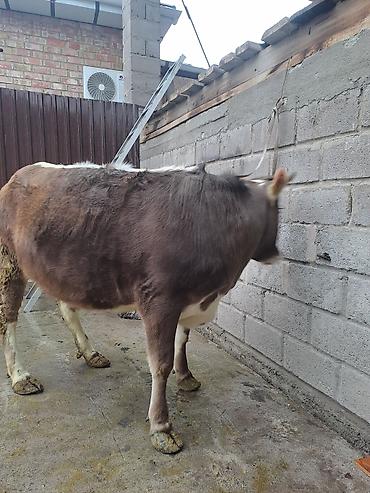 Коровы, быки: Продаю | Корова (самка) | Для молока at lalafo.kg — 5 Коровы, быки: Продаю | Корова (самка) | Для молока — 5