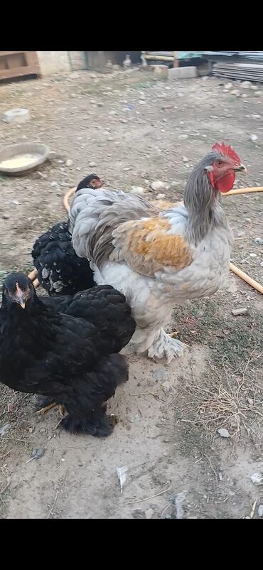 продам суточных цыплят: Продаю или МЕНЯЮ!!! НИЖЕ УКАЗАНО Кохинхин гиганты 2 петуха 3 курочки
