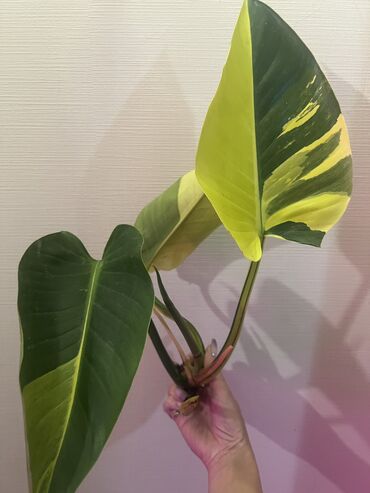 Другие комнатные растения: Продается макушка филодендрон Грин Конго. С хорошим варом