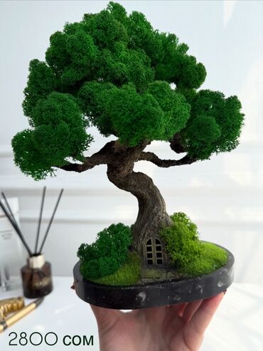 Декоративные цветы: Деревья-бонсай из натурального стабилизированного мха🌳 -это — 42