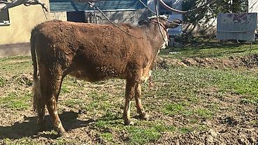 Коровы, быки: Продаю | Тёлка | Симментальская | На забой, Для разведения, Для молока | Племенные, Не стельные, Искусственник — 7