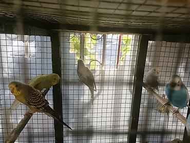 bulbul satılır: Dalmatin, albino və müxtəlif rəng mutasiyalı dalğıc (dalgıç) cinsli — 3