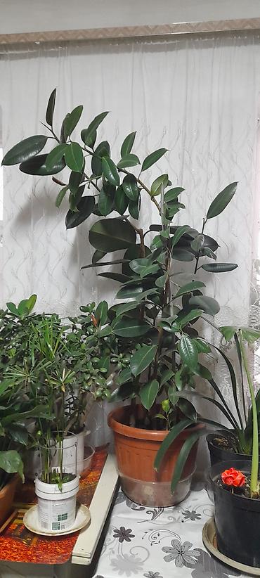 Пальмы: Панданус (Pandanus) в горшке - Декоративно-лиственное растение с — 12