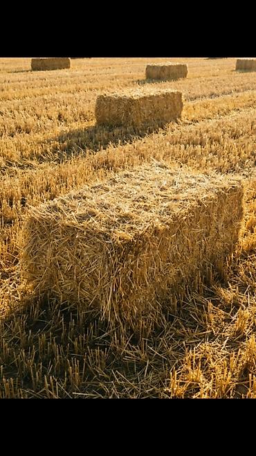 жаны асый: Продам тюки соломы!
Сухие, плотные, лежат под навесом! — 1