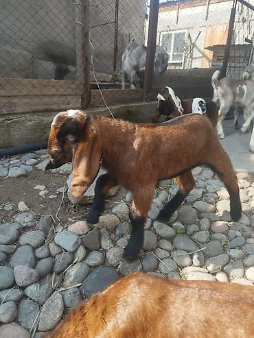 Козы, козлы: Продаю | Коза (самка), Козёл (самец), Козлёнок | Битал | Для разведения — 8