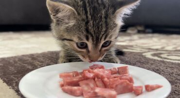 котен кыз: Мышык бекер берилет: Породасыз, 2 айлык, Эркек, Лотокко барууга үйрөтүлгөн