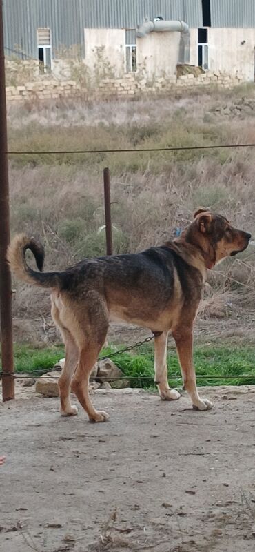 İtlər: Qurdbasar, 2 il, Erkek, Peyvəndli, Ödənişli çatdırılma — 14