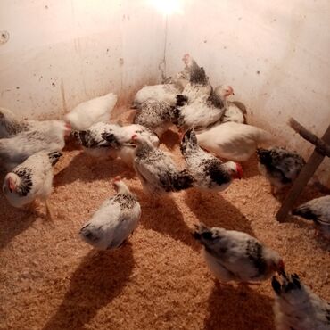 Toyuqlar: F6-serebrist cücələr satılır vitamin və dərmanlar verilib tam sağlam -da lalafo.az — 11 Toyuqlar: F6-serebrist cücələr satılır vitamin və dərmanlar verilib tam sağlam — 11