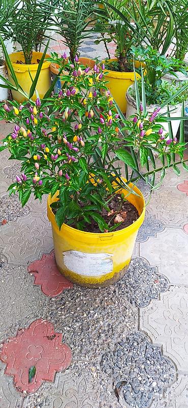 col bitkiləri: Bəzək kolu – Euonymus (qızılı-yaşıl yarpaqlı sortlar) - Saksıda — 7