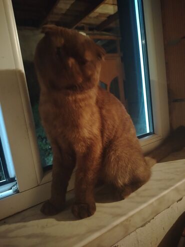 İtlər: Şotland yastı qulaq