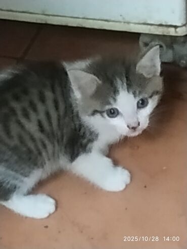 мейн кун бишкек 😺 питомник lyubushka 🐈 купить котенка 🐾 цена фото: 1 айлык, Эркек