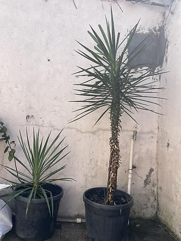 ucuz gul: Qablarda Yucca (Yukka) bitkiləri - Növ: Yucca – dekorativ, kənarları — 1