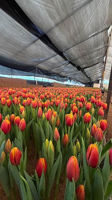 Букеты из живых цветов: Тюльпаны с теплицы — свежесрезанные, на крепком стебле, с тугими — 14