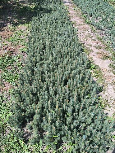 цветок фикус: Ель голубая (Picea pungens) — сеянцы/подрост 1–2 лет. Описание: - — 1