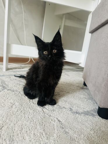 кормовой мел: Кошка даром: Мейн-кун, 2 месяца, Девочка, Метис, Приучена к лотку