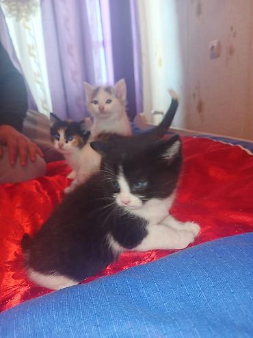 Pişiklər: Yaxşı əllərə — 5