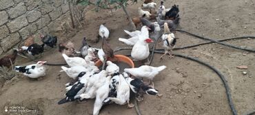 Ördəklər: Məhsul: Muskovi (Hind) ördəkləri – müxtəlif rənglərdə sürü Təsvir: - — 8