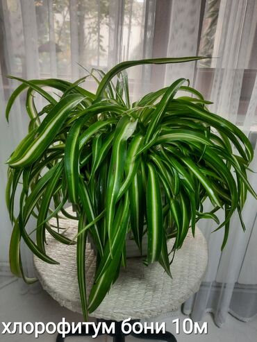 Otaq bitkiləri: Otaq bitkiləri kolleksiyası 1) Papоротnik – 20 m - Sərfəli otaq — 9