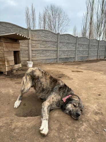 купить собаку той пудель: Алабай, 3 года, Самец, С прививкой