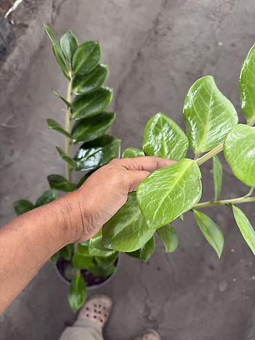 Комнатные растения: Замиокулькас (ZZ plant) в горшке - Комнатное декоративнолистное — 2