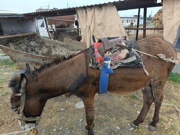 в связи с переездом отдам попугая жако в добрые руки: Ушул эшек ишек эшек осёл сатылат. басы 7000