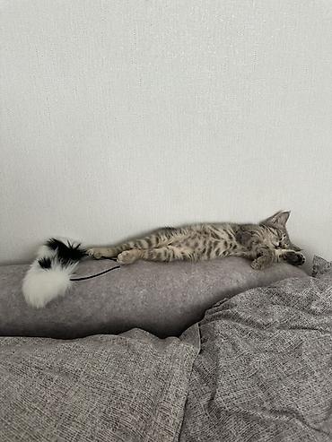 Мышыктар: Срочно пристраиваю котенка в хорошие руки, мальчик 4 мес Домашний — 2