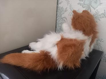 toy pudil: Plyuş pişik oyuncağı – realist dizayn - Növ: yumşaq plyuş pişik — 2