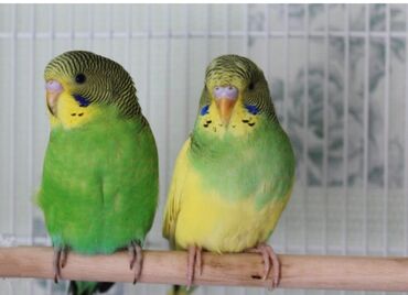 Птицы: Попугаи - Волнистики ищут заботливых хозяев !
Жорка и Цыпа