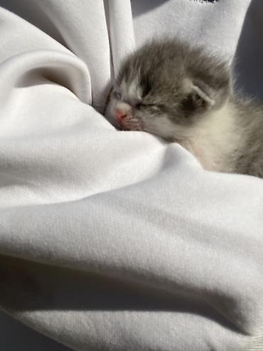 Pişiklər: Şotland, Erkək, Dişi, Yaxşı əllərə, Ünvandan götürmə — 9