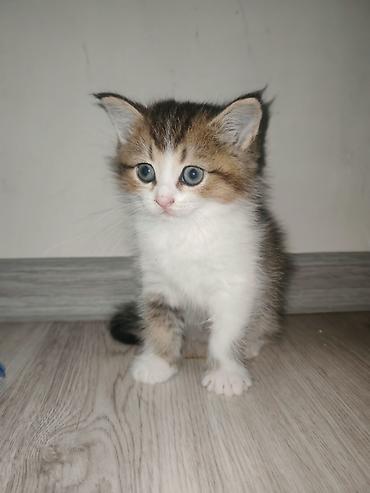 angora pişik: 🐈 Evdə doğulub böyüyən ŞİRİN PİŞİK BALALARI🐈 📍Binə/Atçılıq 292 nömrəli — 3