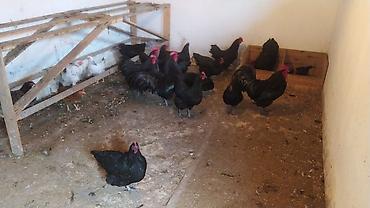 cucə yuvası: Toyuq, Australorp, Damazlıq — 1