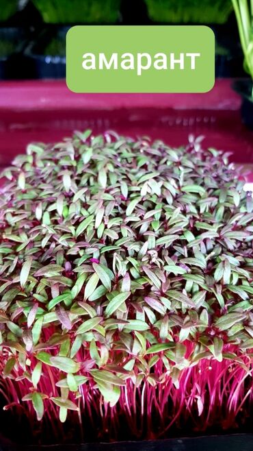 Здоровое питание: Продается вкусная красивая и очень полезная микрозелень в большом — 10