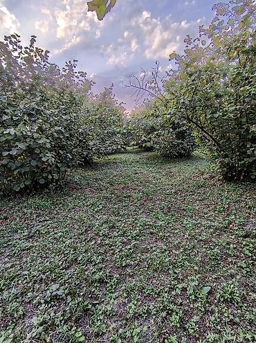 samovar satilir: Zaqatala rayonu Göyəm kəndində 40 sot findiq bagi tecili satilir, 32 — 5