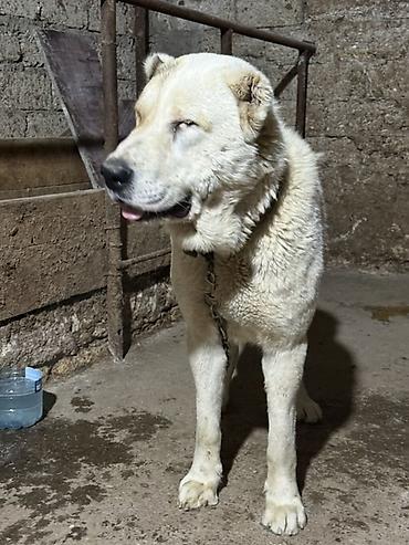 İtlər: Alabay — 2