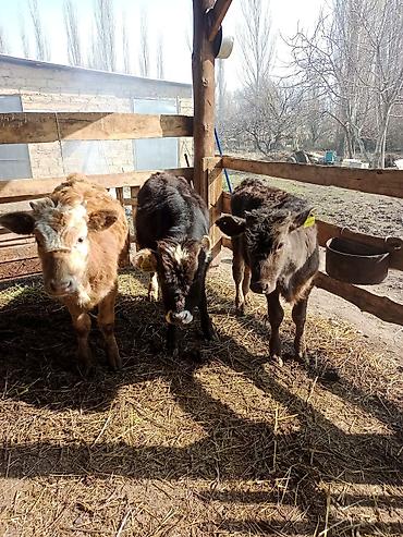 Коровы, быки: Продаю | Бык (самец) | На откорм | Привязанные — 1