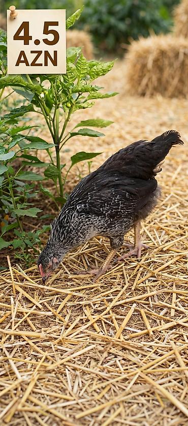 quş papuqay: Yerli çolpalar – cəmi 5 AZN! 🔥 🐔 Sağlam və keyfiyyətli 🌿 Təbii — 3