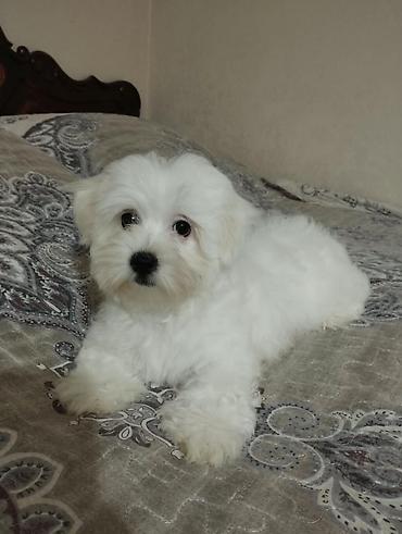 mini maltese: Ünvandan götürmə, Pulsuz çatdırılma, Ödənişli çatdırılma — 5