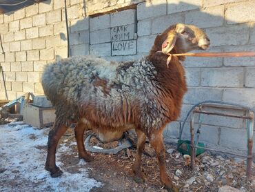 домик для котенка: Кочкор сатылат