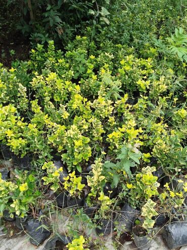 Ağaclar: Dekorativ agaclar — 8