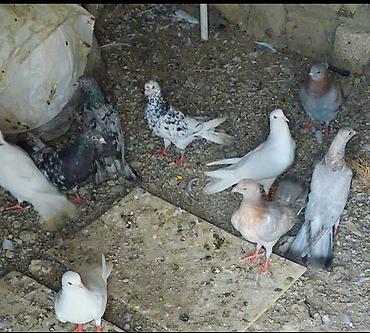 serebrist toyuqlar satılır: Məhsul: Ev göyərçinləri qrupu Təsvir: - Rəng çeşidi: ağ, boz, qara-ağ — 1